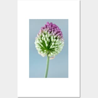 Allium sphaerocephalon AGM Round-headed garlic Round-headed leek Posters and Art